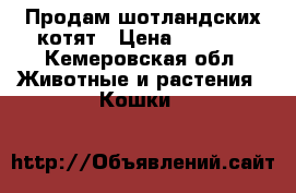 Продам шотландских котят › Цена ­ 2 000 - Кемеровская обл. Животные и растения » Кошки   